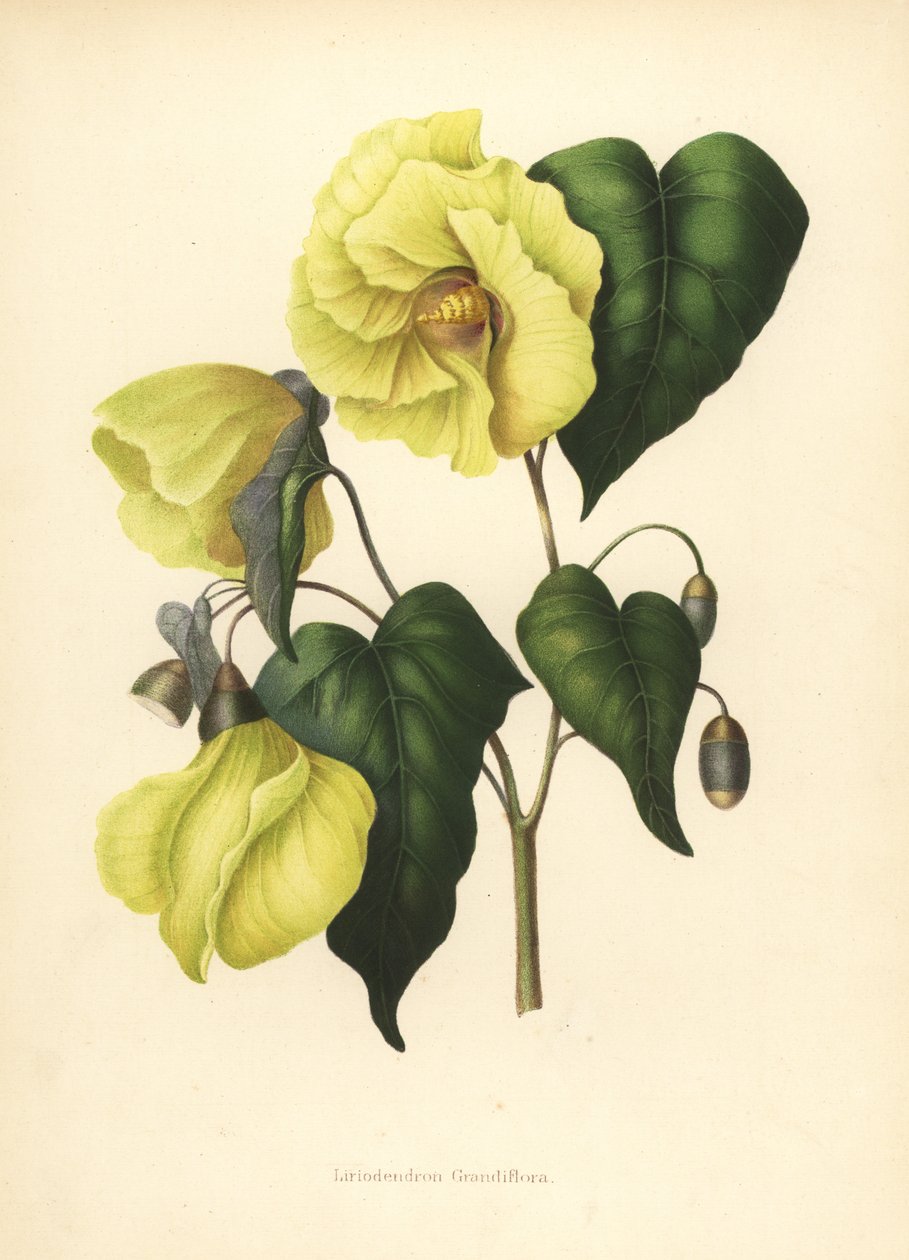 Manolya pterocarpa soyu tükenmiş by Unknown
