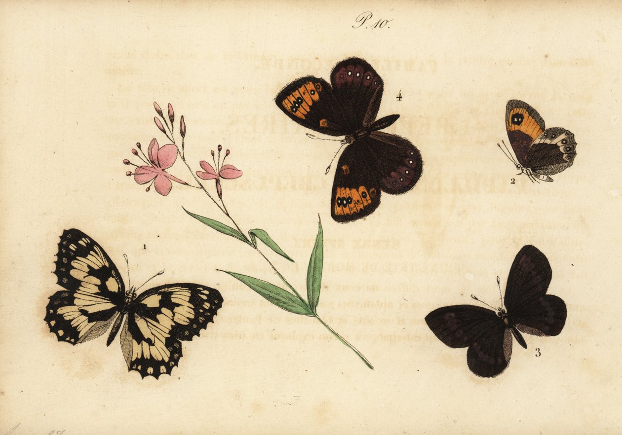 Mermer beyaz, Melanargia galathea 1, İspanyol kapı bekçisi, Pyronia bathseba 2, badem lülesi, Erebia alberganus 3 ve yaylı lüle, Erebia epistygne 4. Satyre demi-deuil, Satyre pasiphae, Satyre ce by Unknown