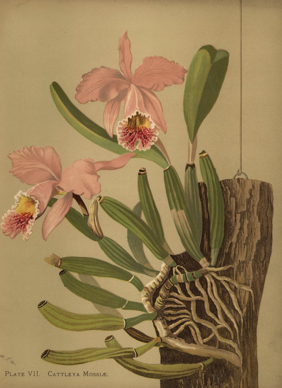 Mosss cattleya veya paskalya orkide, Cattleya mossiae by Unknown