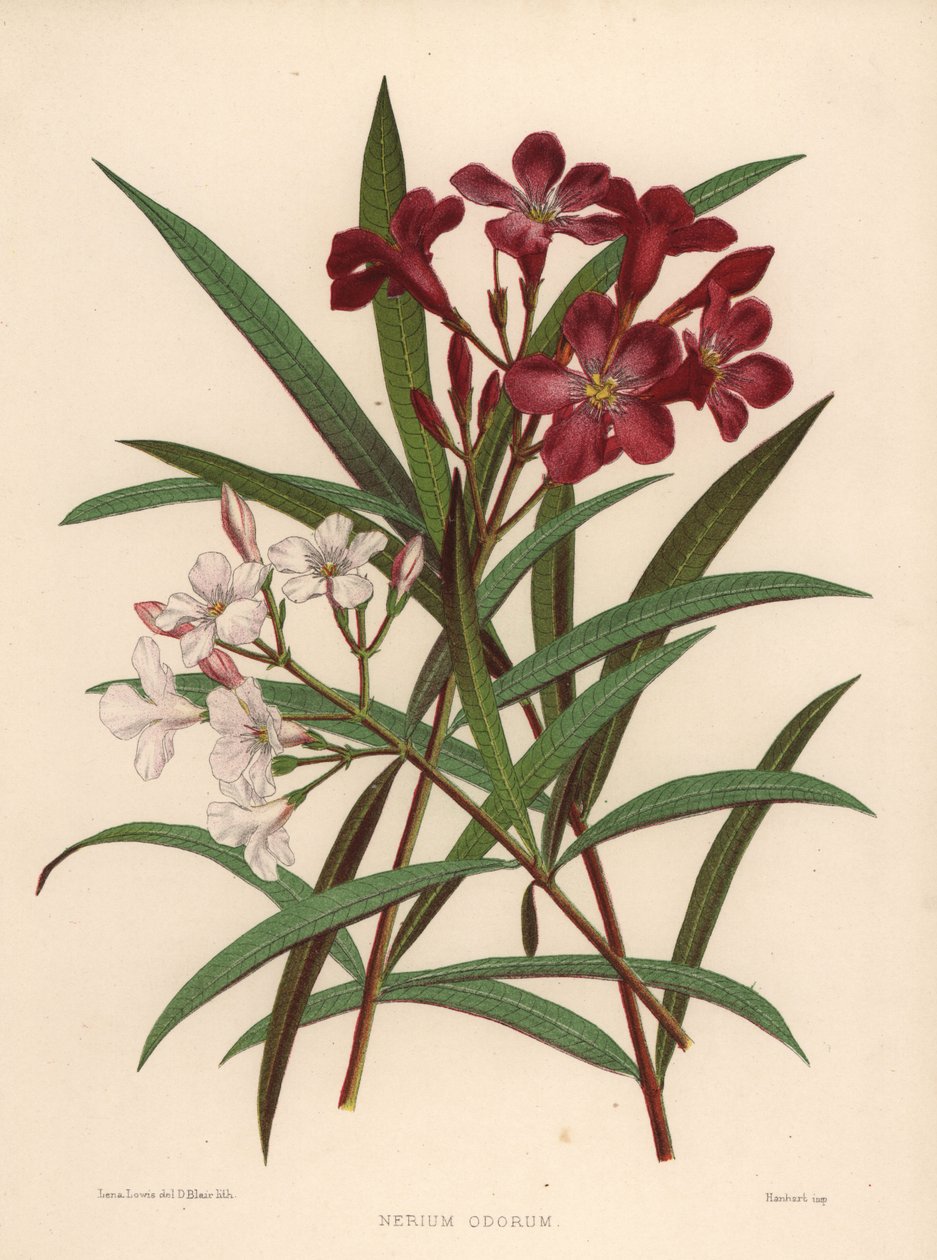 Nerium veya zakkum, Nerium odorum (Nerium odorum) by Unknown