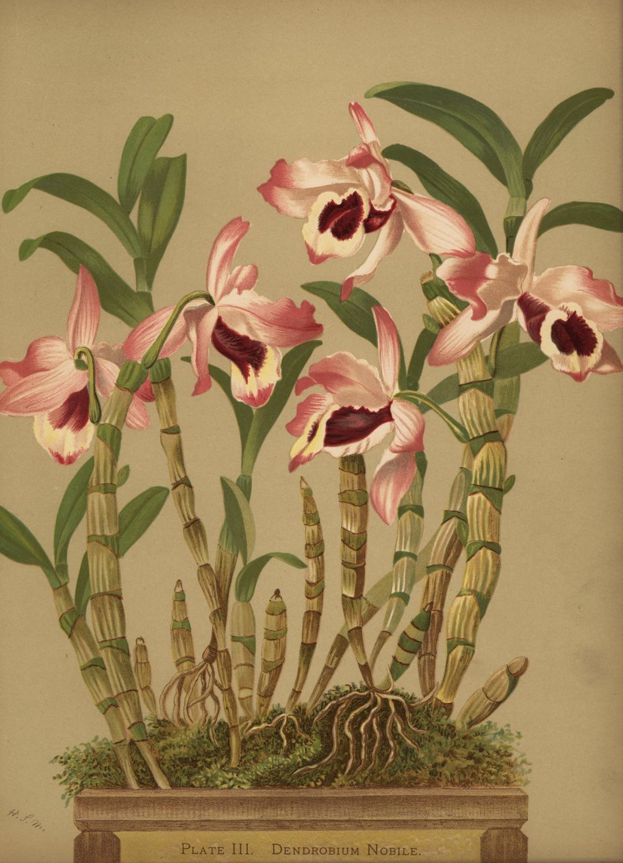 Asil dendrobium orkide, Dendrobium nobile by Unknown