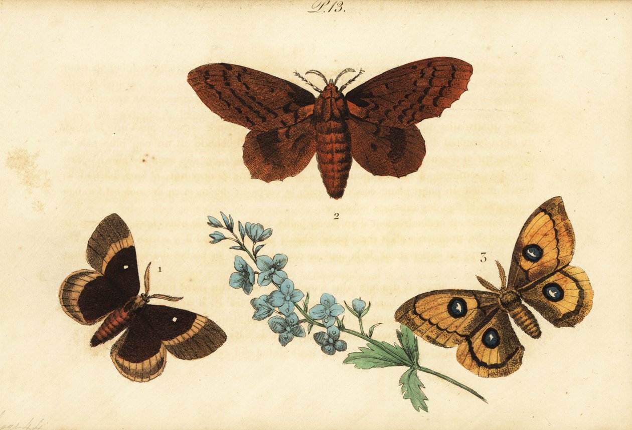 Meşe yumurtası, Lasiocampa quercus 1, kavak lappet, Gastropacha populifolia 2 ve Tau imparatoru, Aglia tau 3 by Unknown