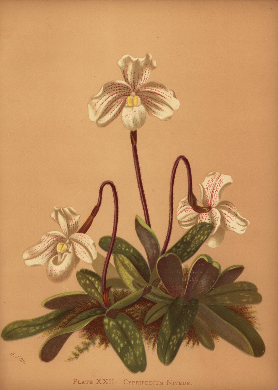 Paphiopedilum niveum orkide (Cypripedium niveum) by Unknown