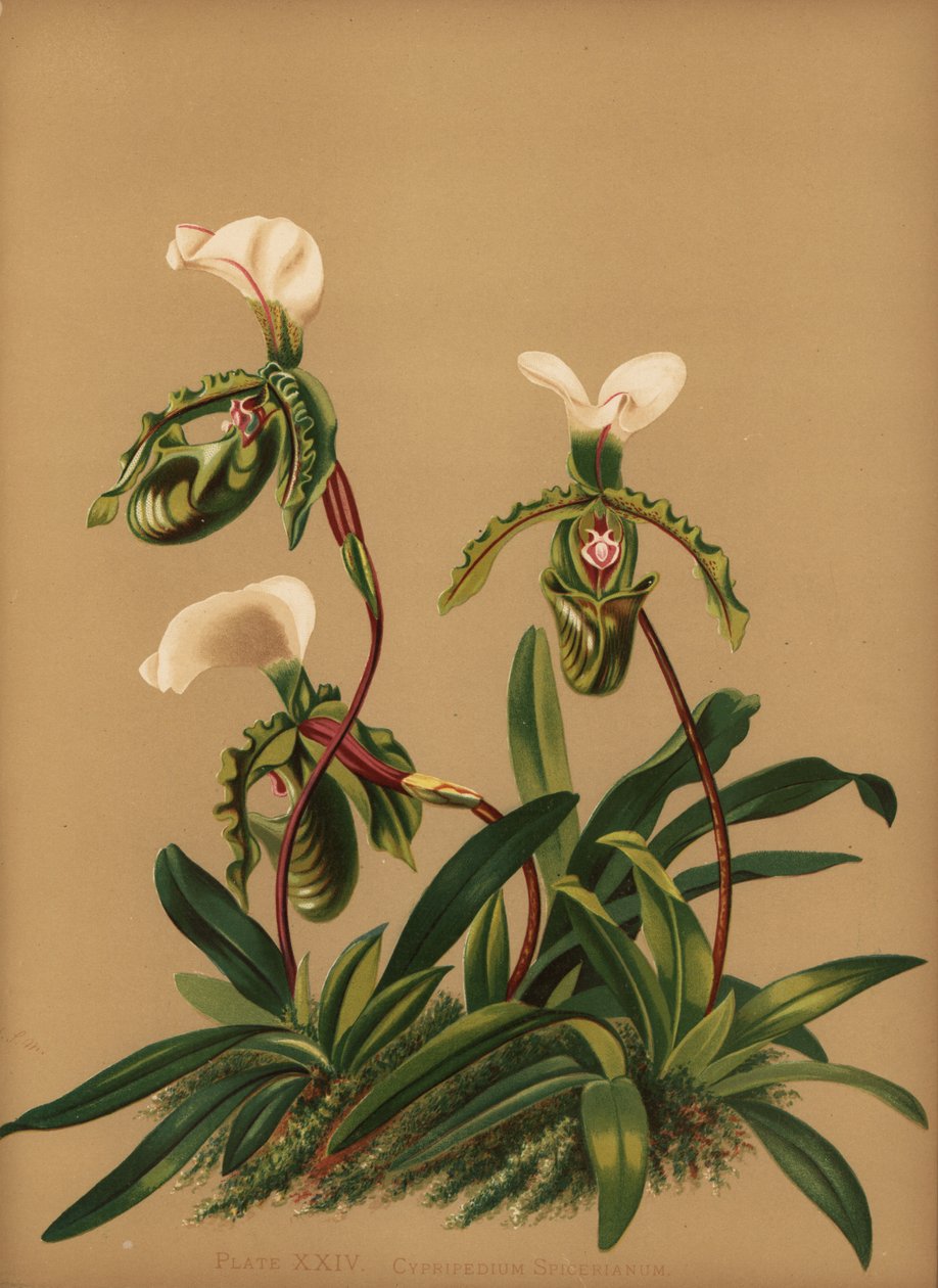 Paphiopedilum Spicerianum Orkide (Cypripedium Spicerianum) by Unknown