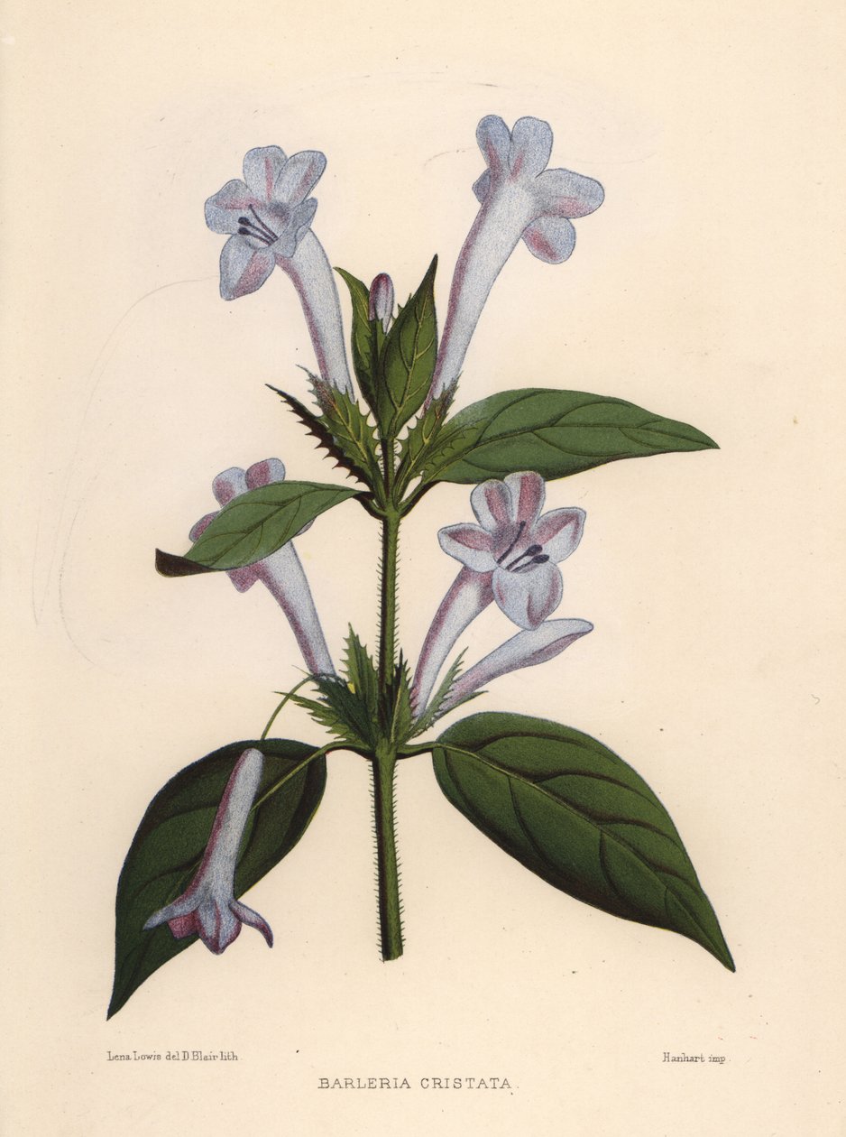 Filipin menekşesi, bluebell barleria veya tepeli Filipin menekşesi, Barleria cristata by Unknown