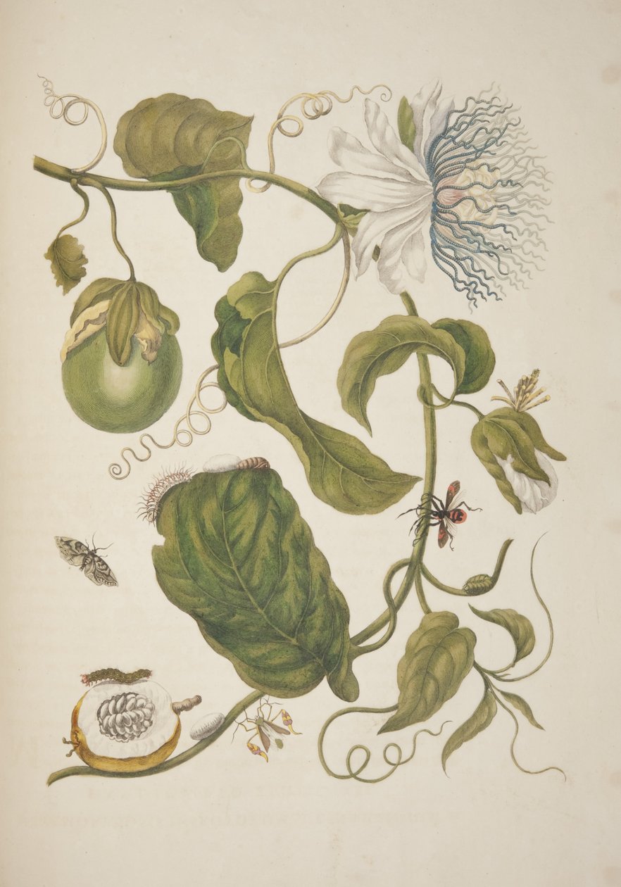 Maria Sibylla Merian tarafından Surinam Böceklerinin Metamorfozundan Levha XXI, 1705 by Unknown
