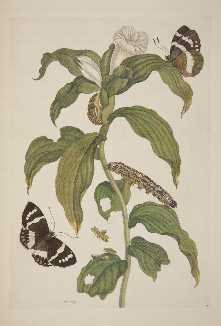 Maria Sibylla Merian