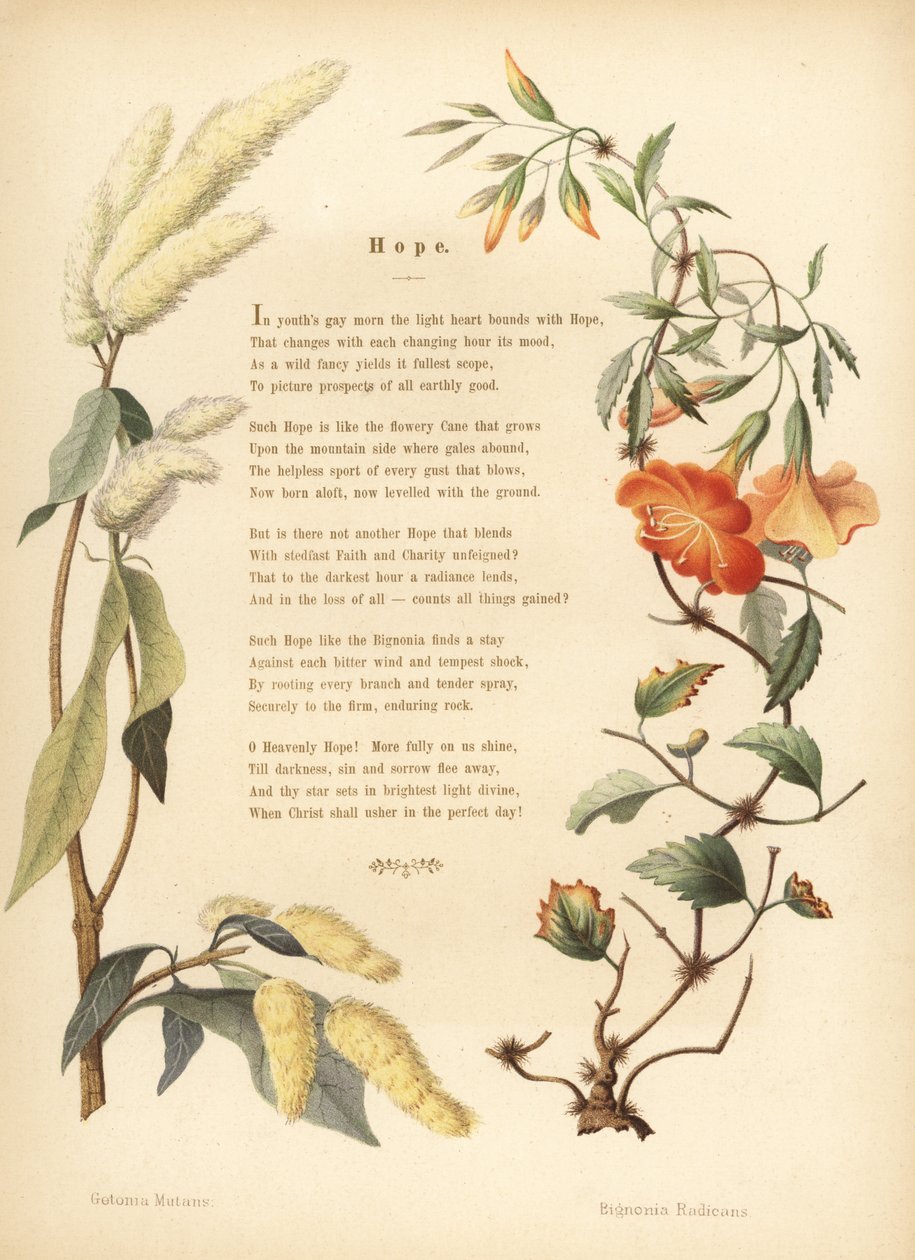Ukshi, Getonia floribunda ve trompet asma, Campsis radicans çiçek sınırı ile şiir by Unknown