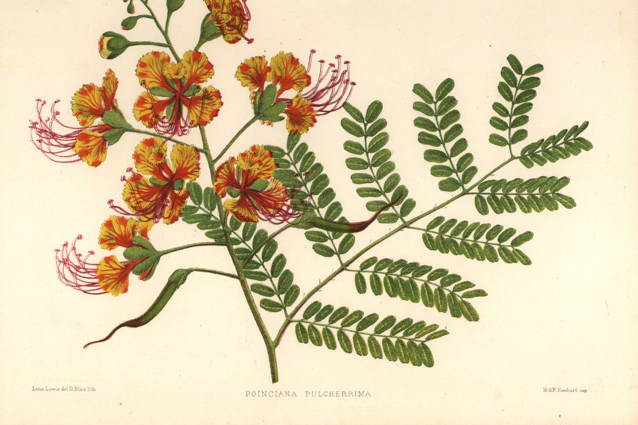 Poinciana, Caesalpinia pulcherrima (Poinciana pulcherrima) by Unknown