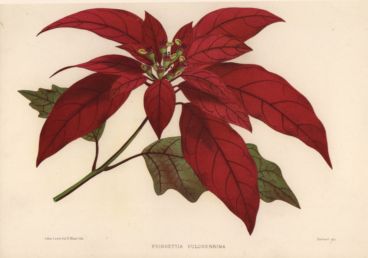 Atatürk çiçeği, Euphorbia pulcherrima (Poinsettia pulcherrima) by Unknown