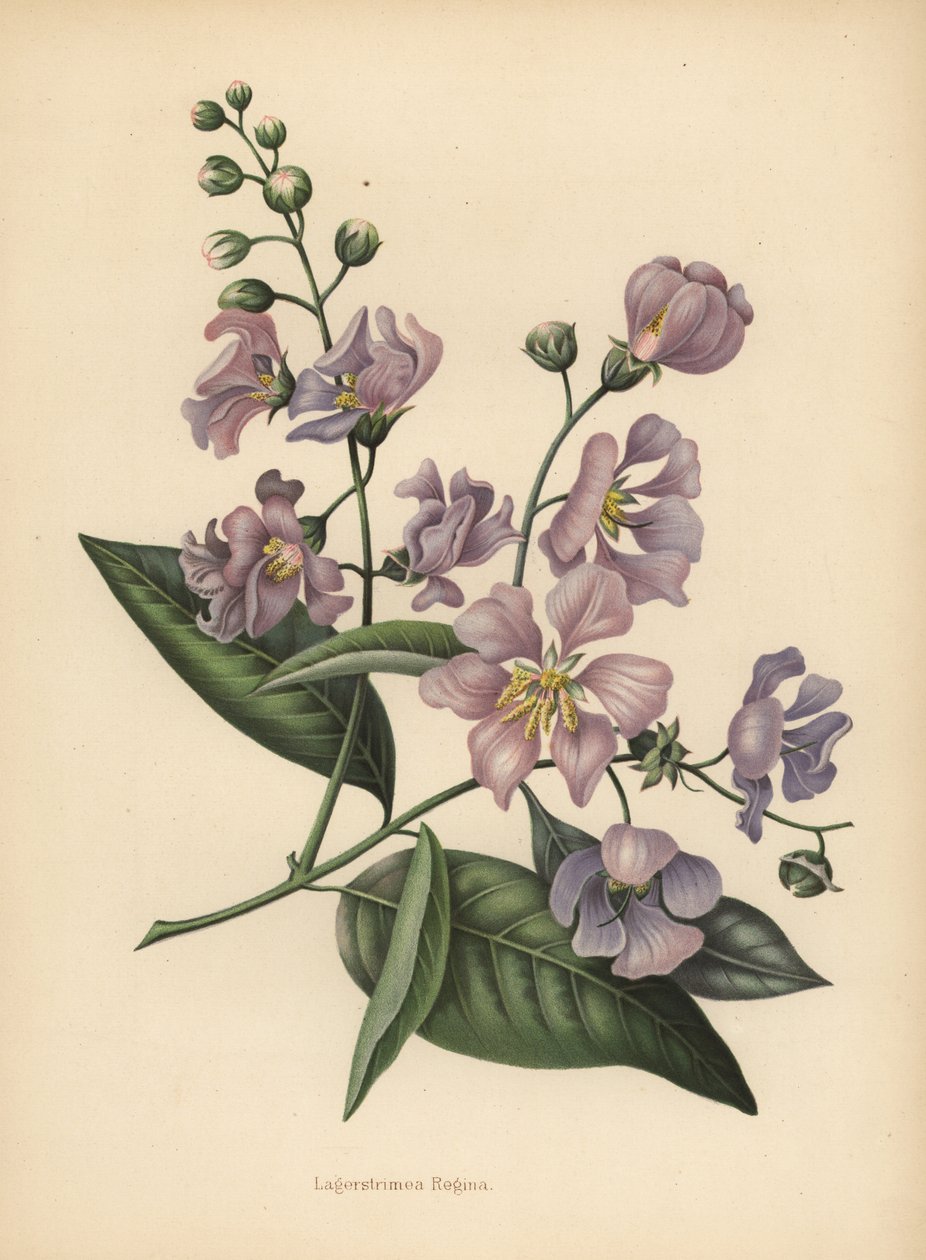 Hindistan devi veya krep-mersin gururu, Lagerstroemia speciosa by Unknown