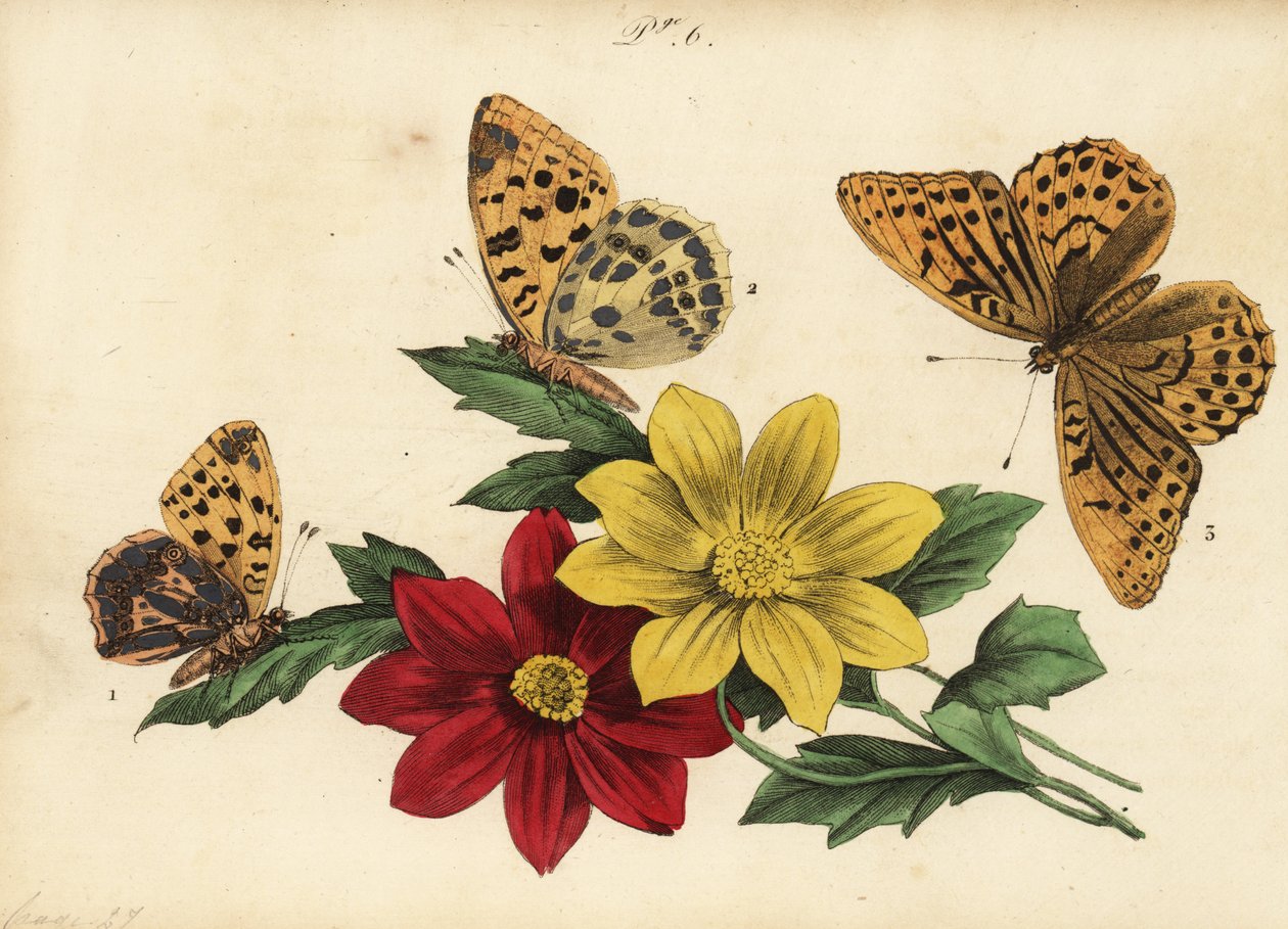 İspanya Kraliçesi fritillary, Issoria lathonia 1, koyu yeşil fritillary, Argynnis aglaja 2 ve gümüş yıkanmış fritillary, Argynnis paphia 3 by Unknown