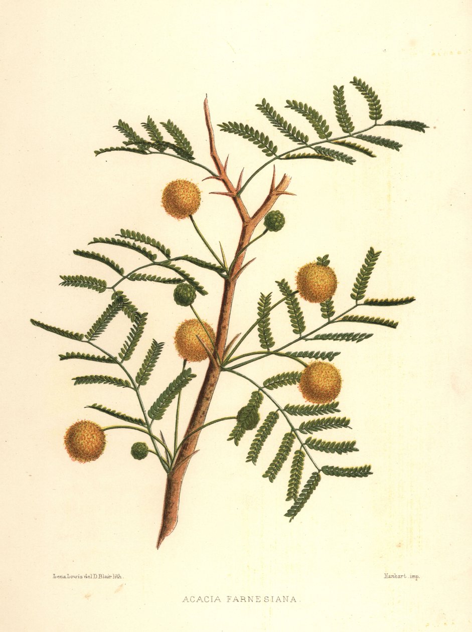 Tatlı akasya veya iğne çalı, Acacia farnesiana by Unknown