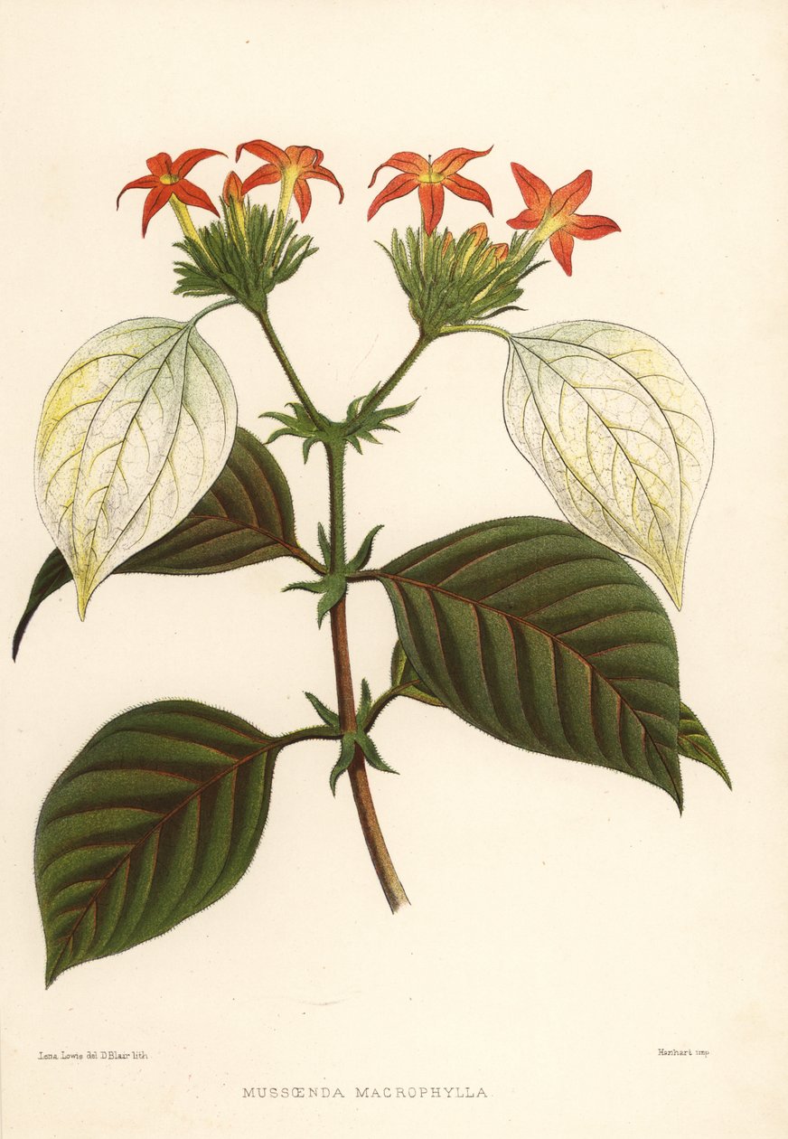 Tatlı kök, Mussaenda macrophylla by Unknown