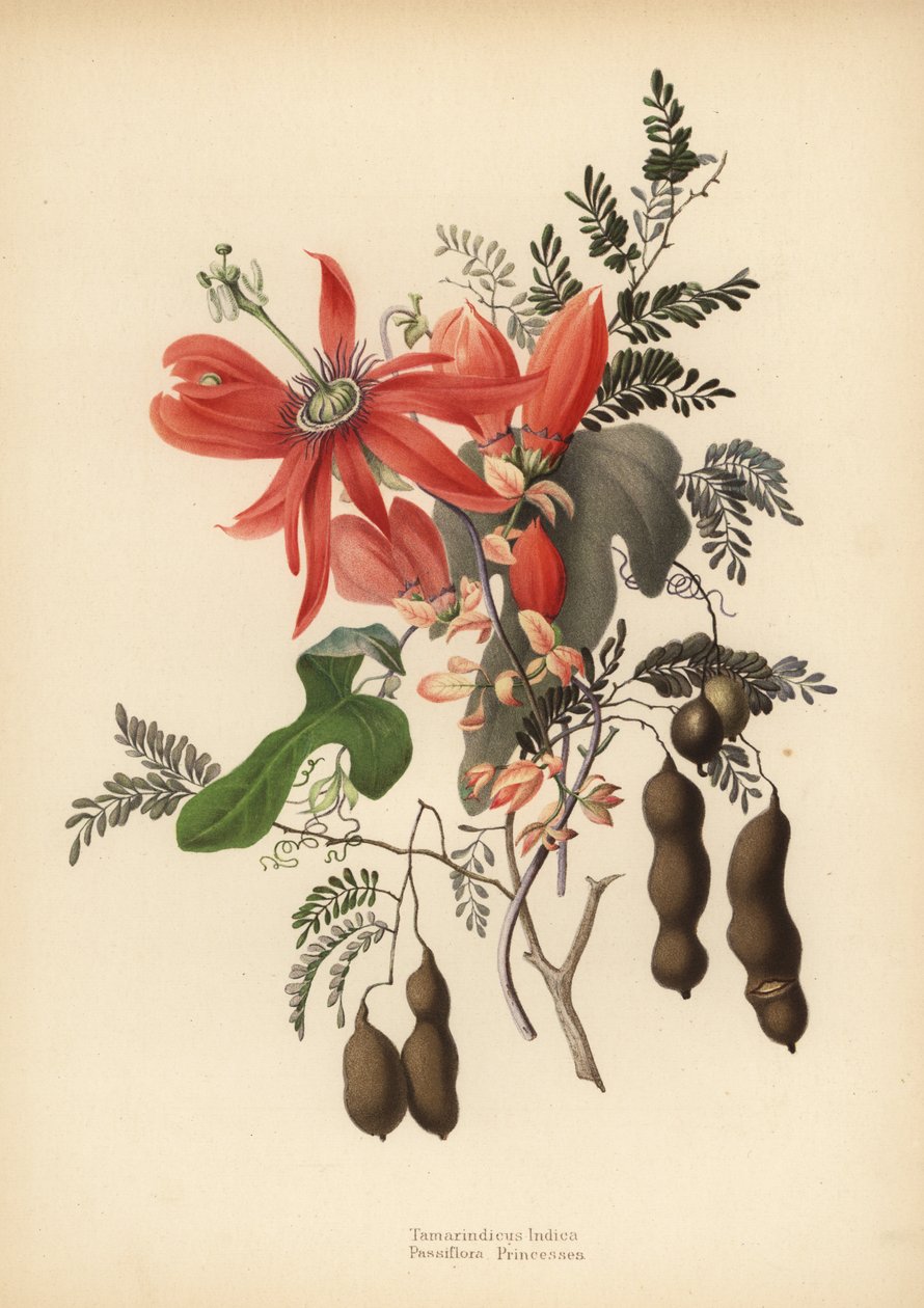 Demirhindi, Tamarindus indica ve kırmızı çarkıfelek, Passiflora racemosa (Passiflora princeps) by Unknown