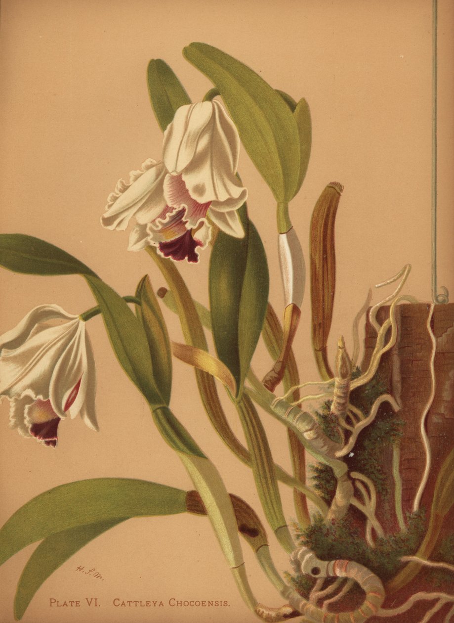 Güzel cattleya veya azucenas, Cattleya quadricolor by Unknown