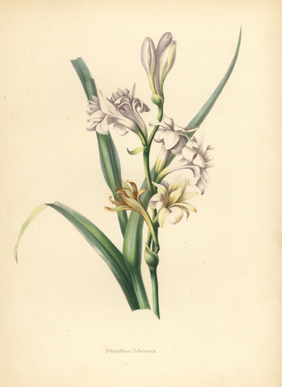 Tuberose, Polianthes tuberosa (Polianthus tuberosa by Unknown