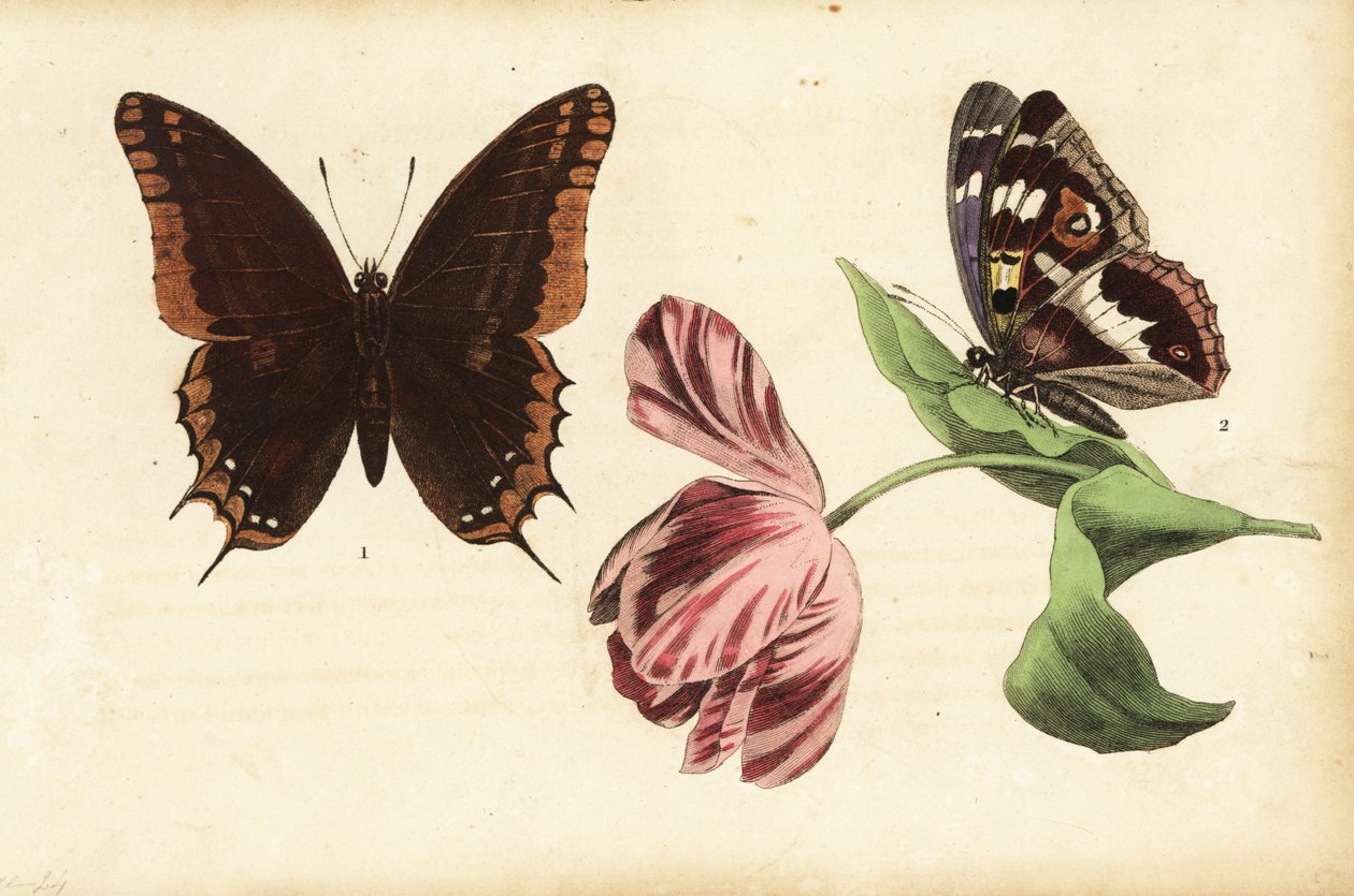 İki kuyruklu paşa, Charaxes jasius 1 ve mor imparator, Apatura iris 2 ve lale by Unknown