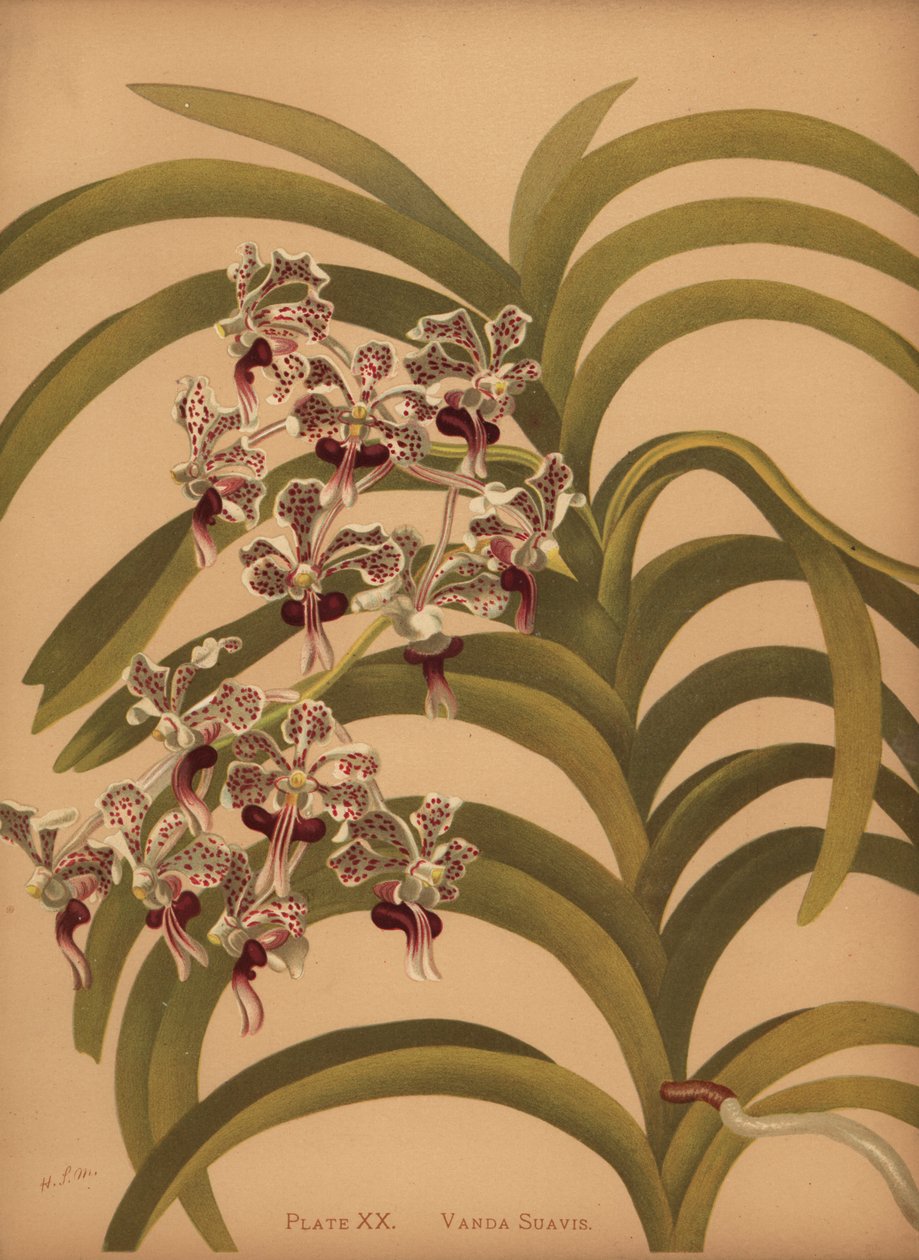 Vanda üç renkli var by Unknown
