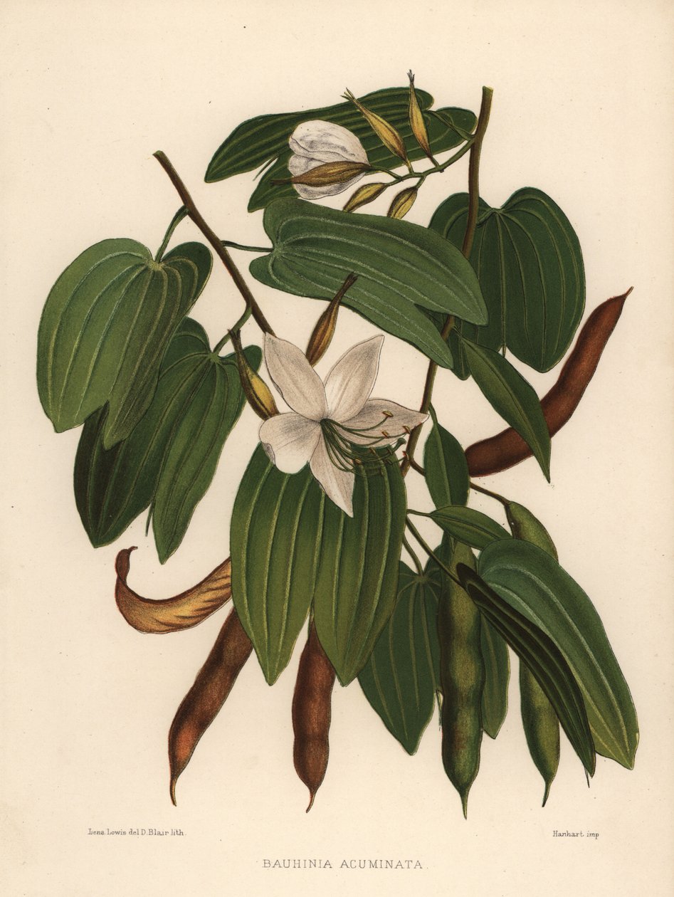 Beyaz orkide ağacı, Bauhinia acuminata by Unknown