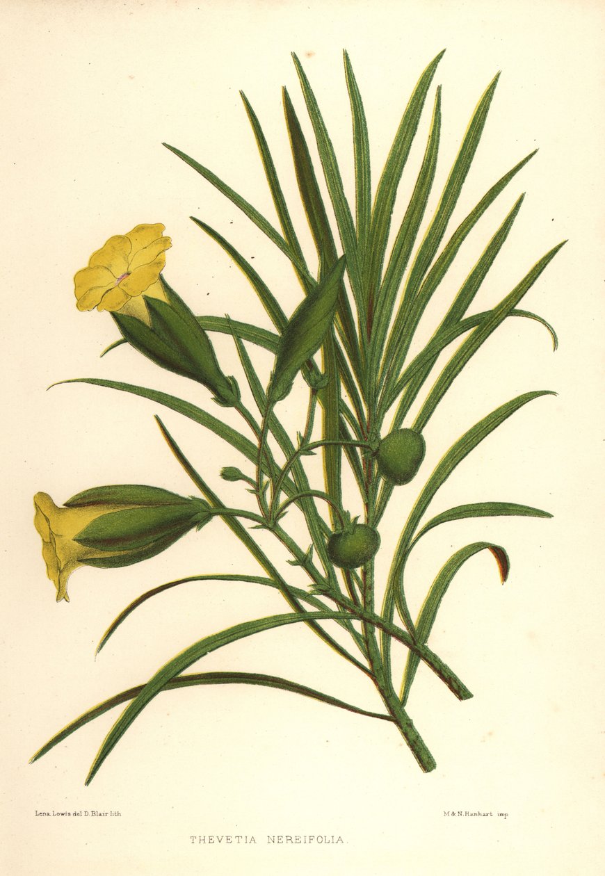 Sarı zakkum veya şanslı fındık, Thevetia neriifolia (Thevetia neriifolia) by Unknown