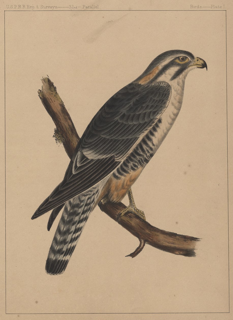 Kuşlar, Levha I, 1855 by American School