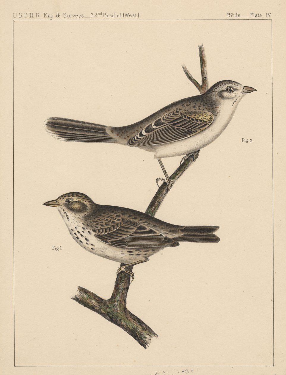 Kuşlar, Levha IV, 1855 by American School