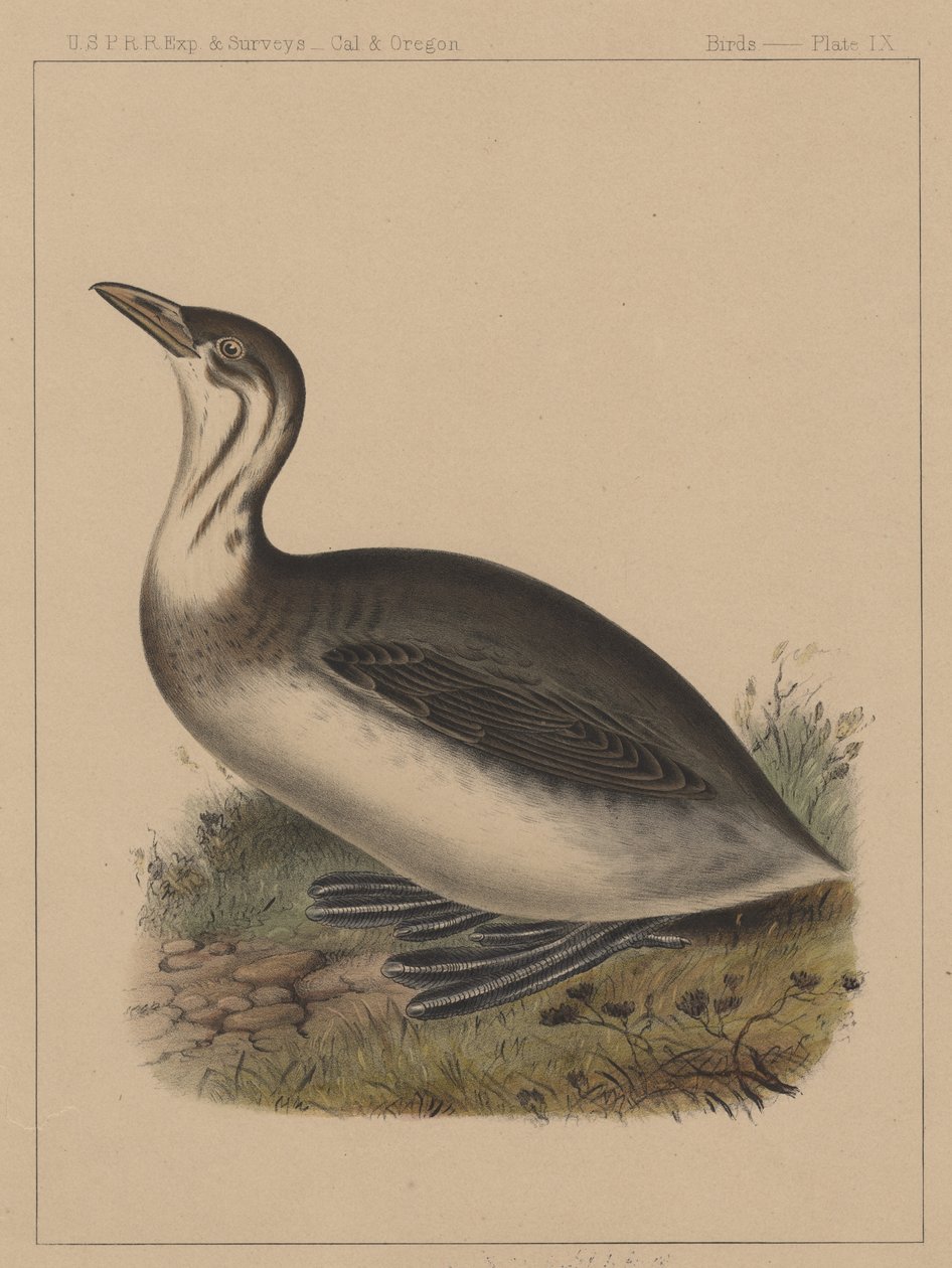 Kuşlar, Levha IX, 1855 by American School