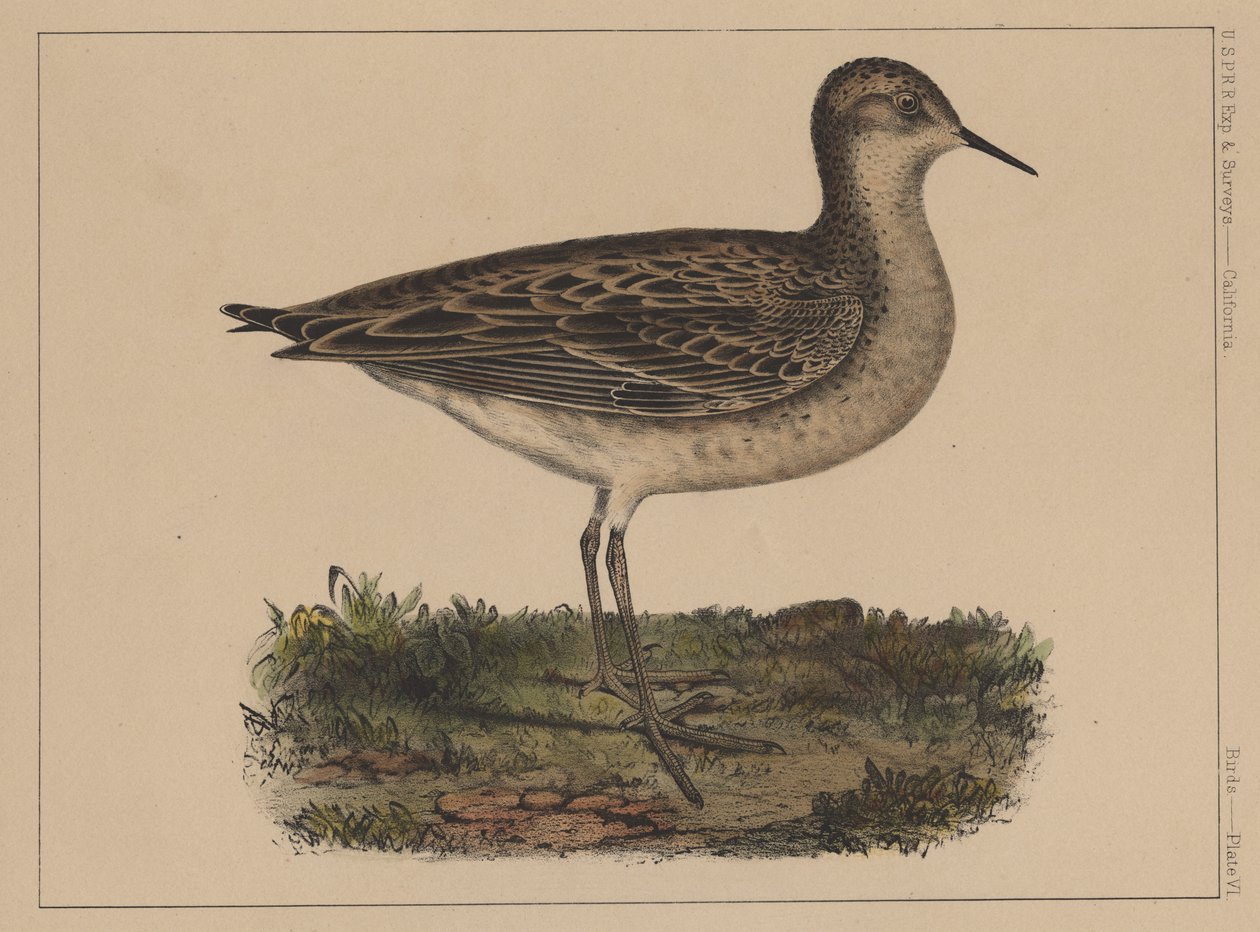 Kuşlar, Levha VI, 1855 by American School