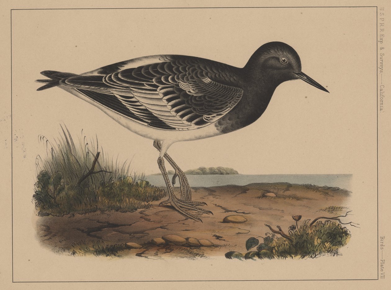 Kuşlar, Levha VII, 1855 by American School