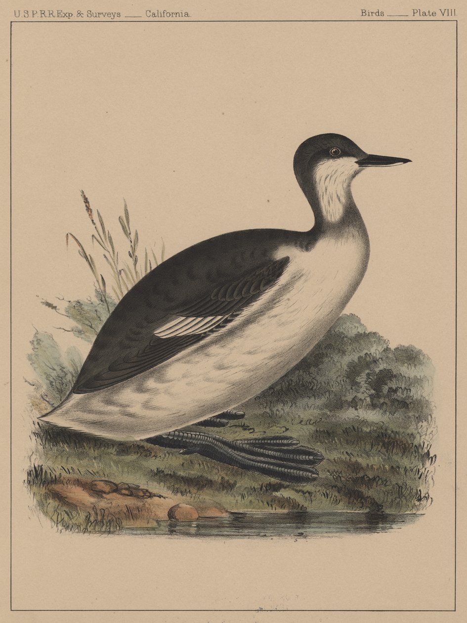 Kuşlar, Levha VIII, 1855 by American School