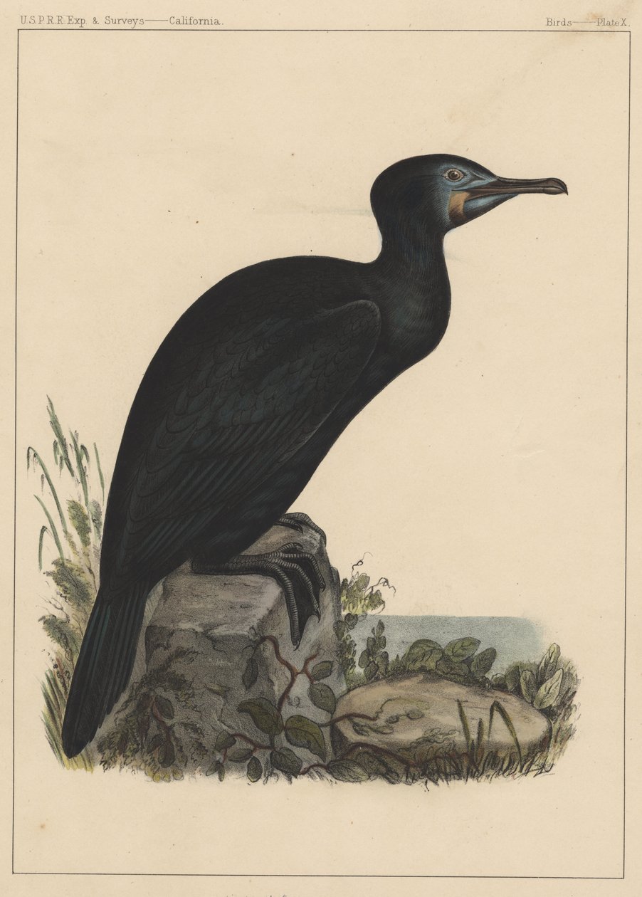 Kuşlar, Plaka X, 1855 by American School