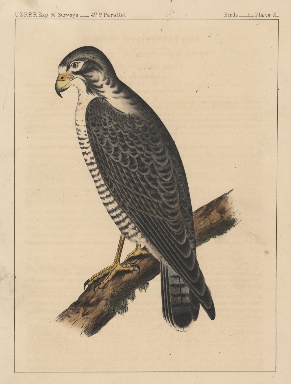 Kuşlar, Levha XI, 1855 by American School