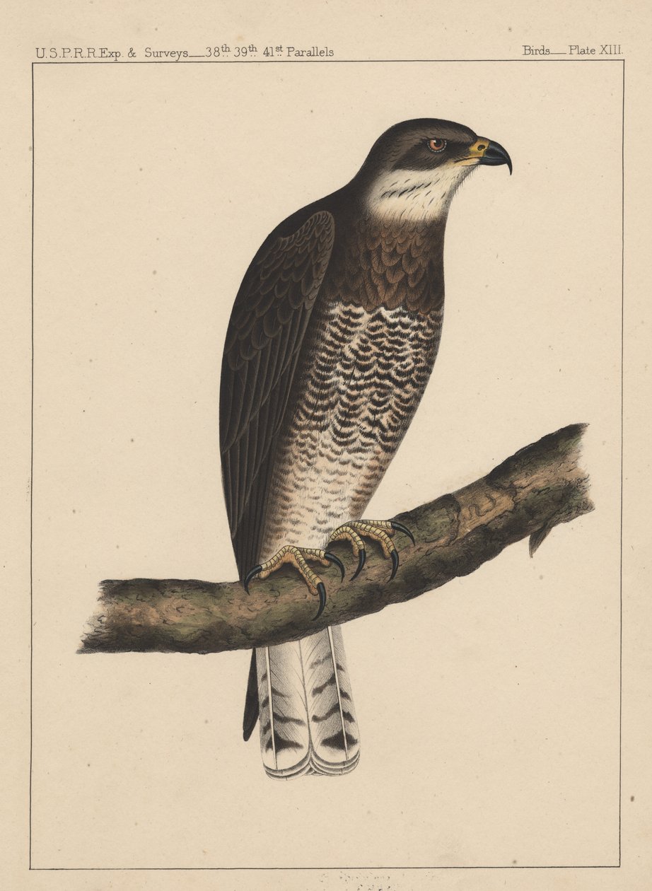 Kuşlar, Levha XIII, 1855 by American School