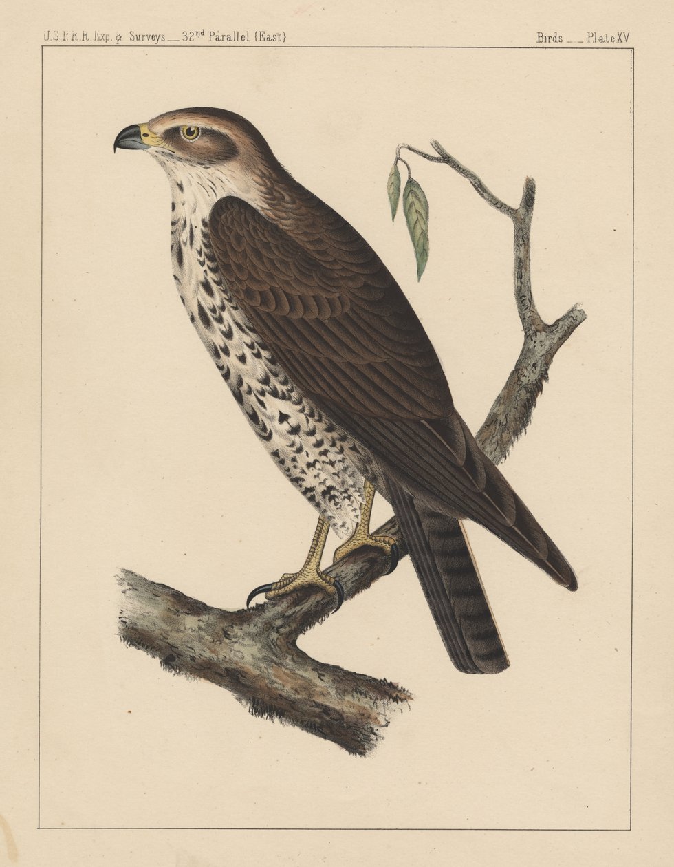 Kuşlar, Levha XV, 1855 by American School