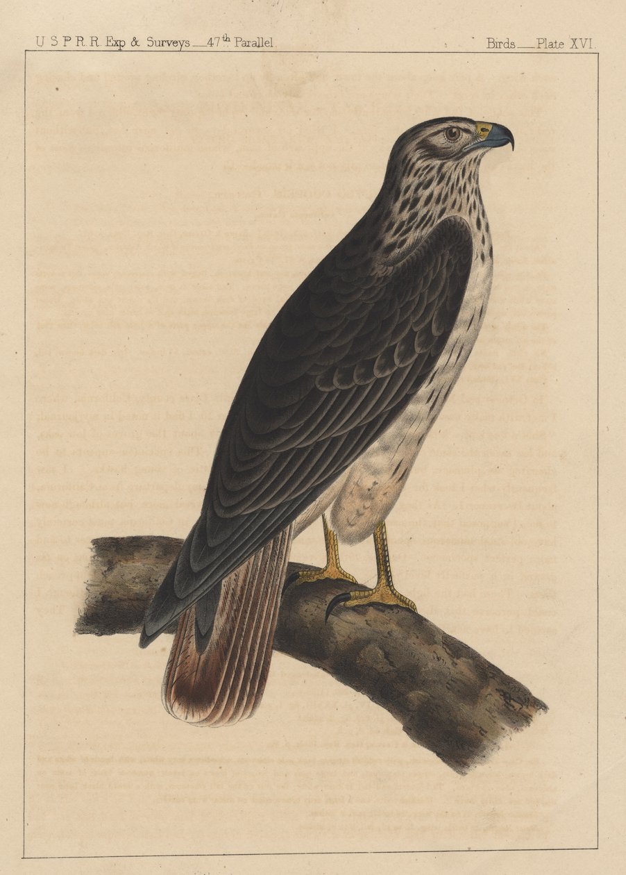 Kuşlar, Levha XVI, 1855 by American School