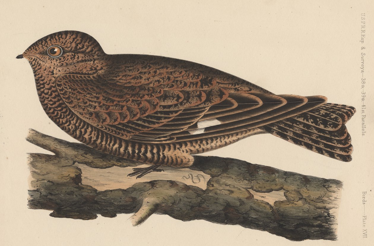 Kuşlar, Levha XVII, 1855 by American School