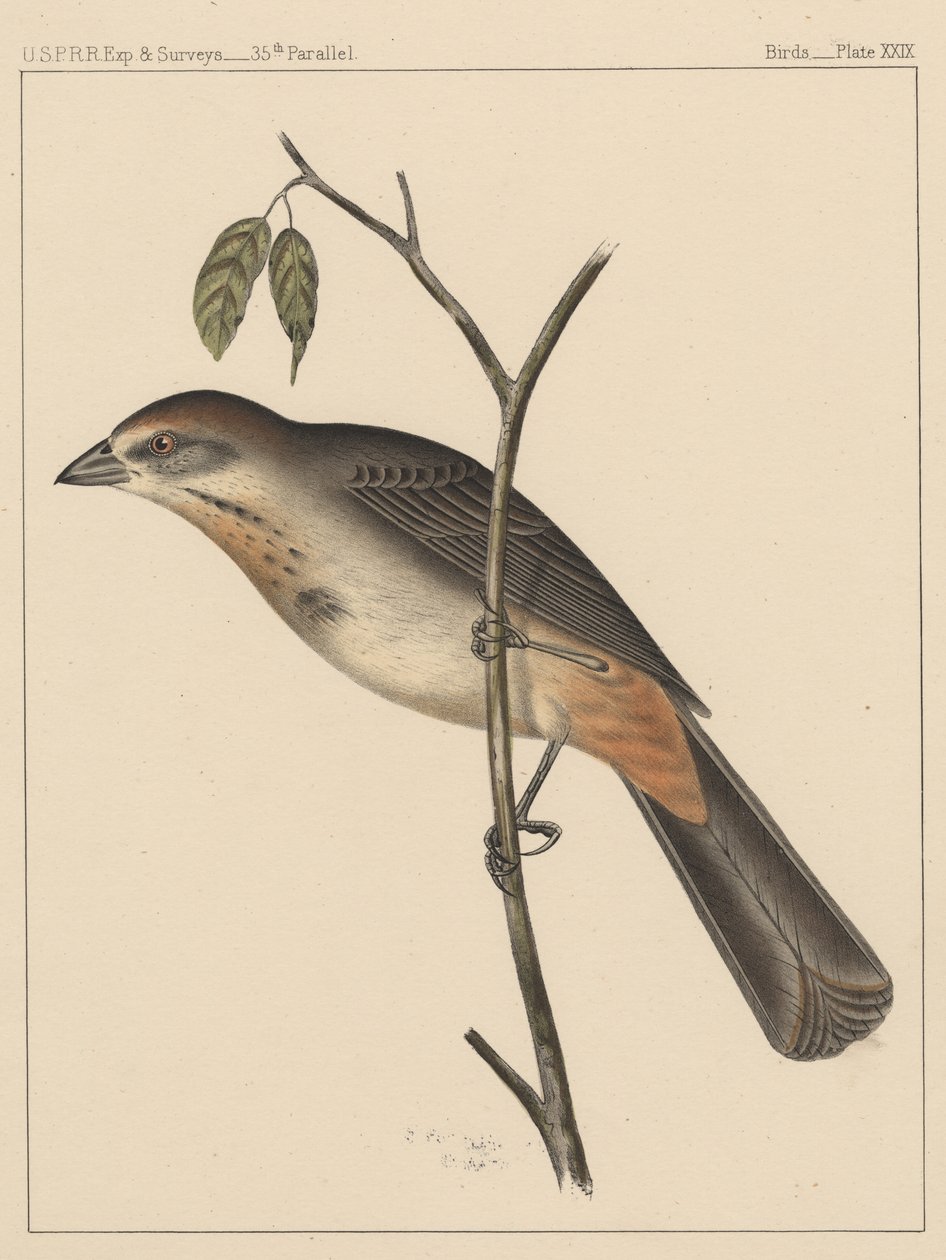 Kuşlar, Plaka XXIX, 1855 by American School