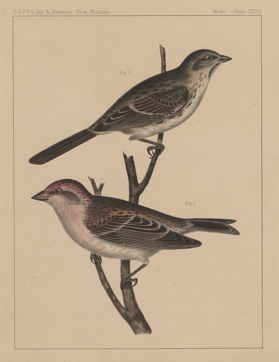 Kuşlar, Levha XXVII, 1855 by American School