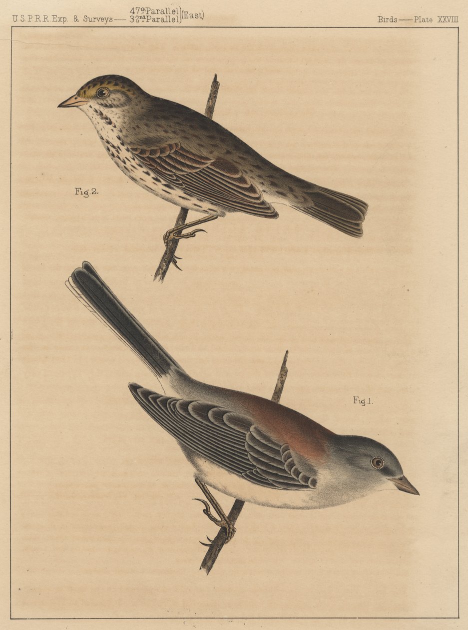 Kuşlar, Levha XXVIII, 1855 by American School