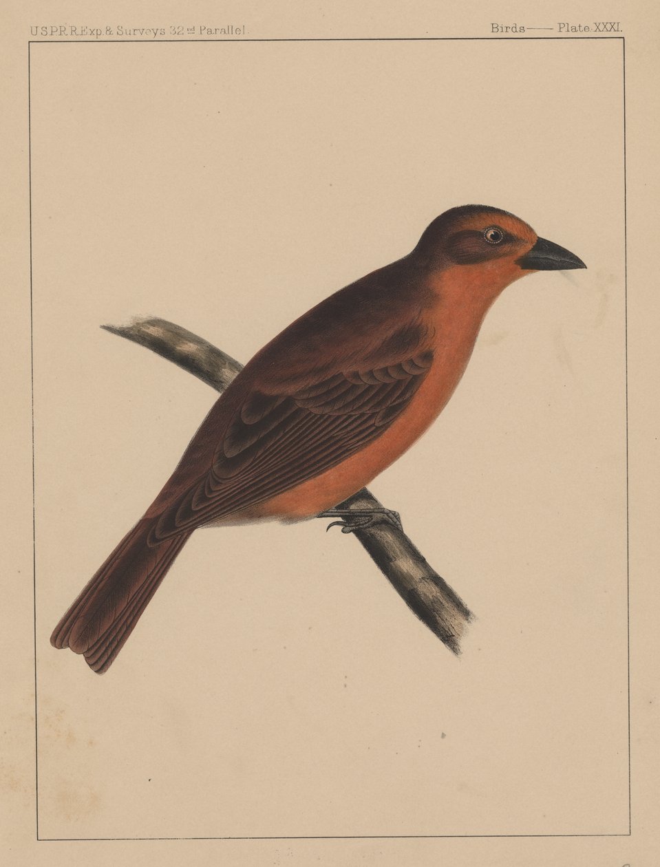 Kuşlar, Plaka XXXI, 1855 by American School