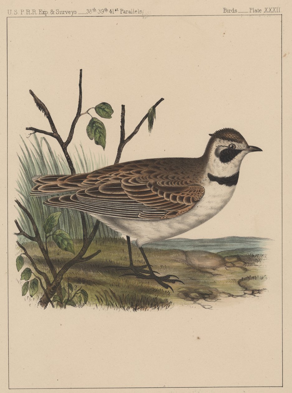 Kuşlar, Plaka XXXII, 1855 by American School