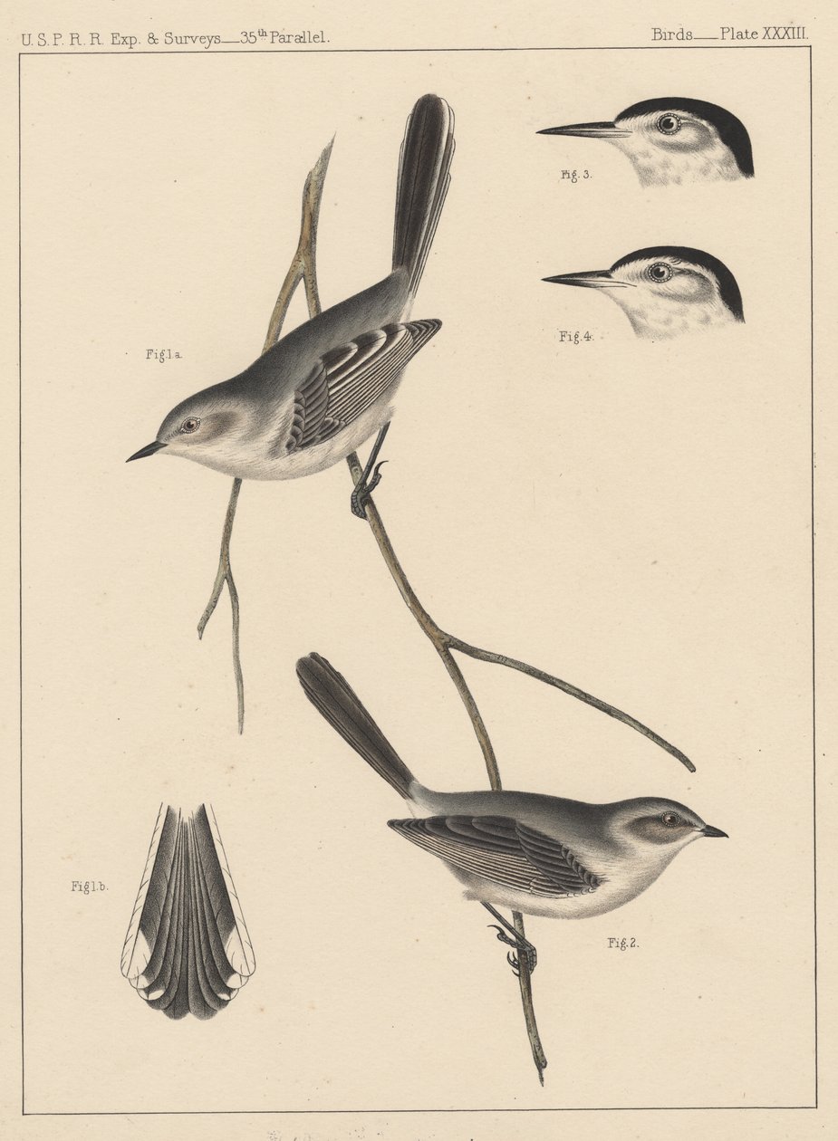 Kuşlar, Plaka XXXIII, 1855 by American School