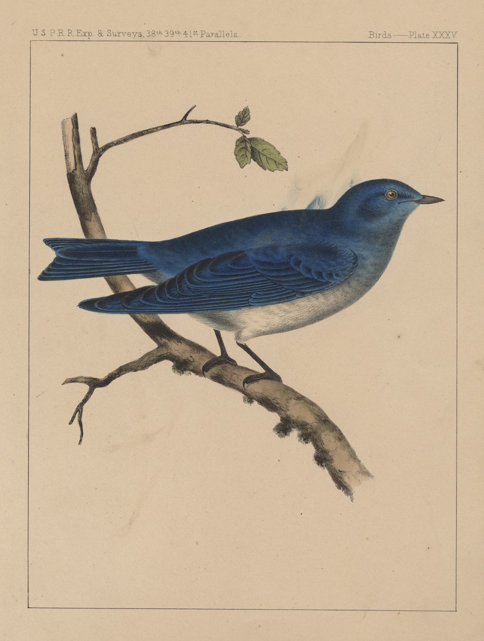 Kuşlar, Plaka XXXV, 1855 by American School