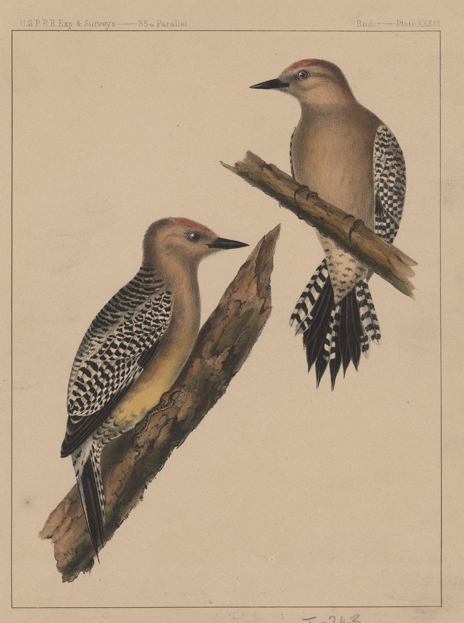 Kuşlar, Plaka XXXVI, 1855 by American School