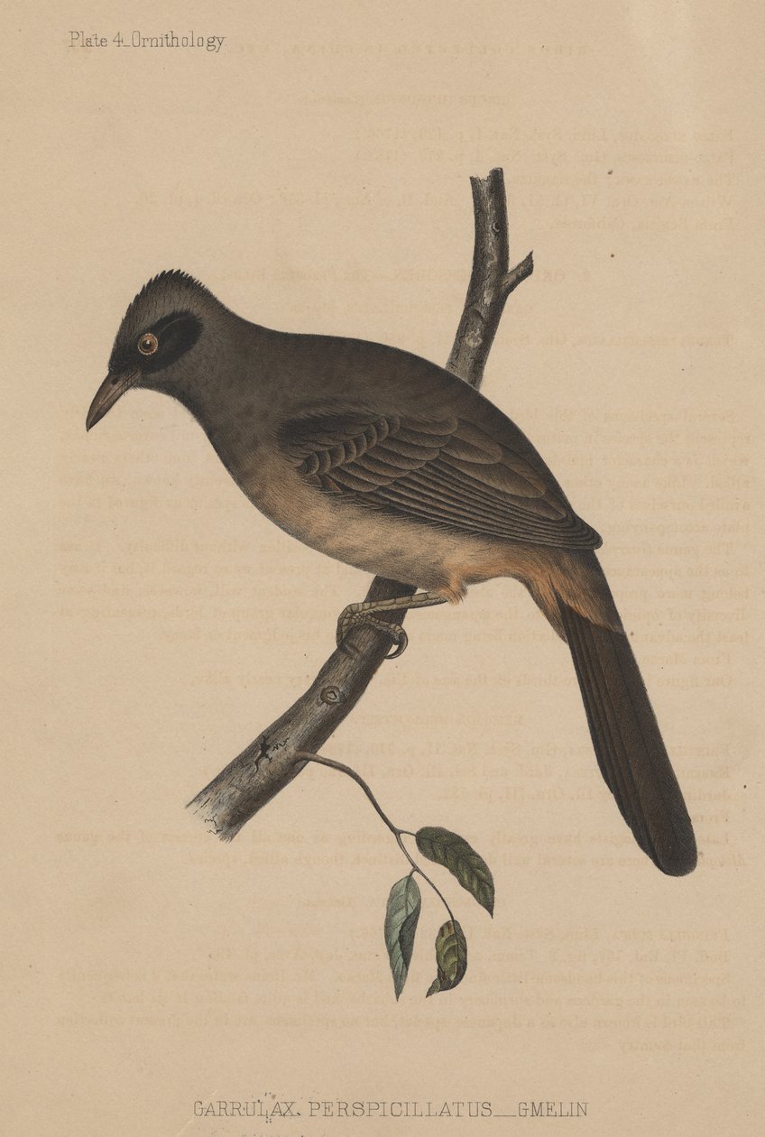 Garrulax Perspicillatus (Gmelin), 1855 by American School