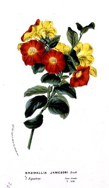 Browallia Jamesoni, Horto Van Houtteano