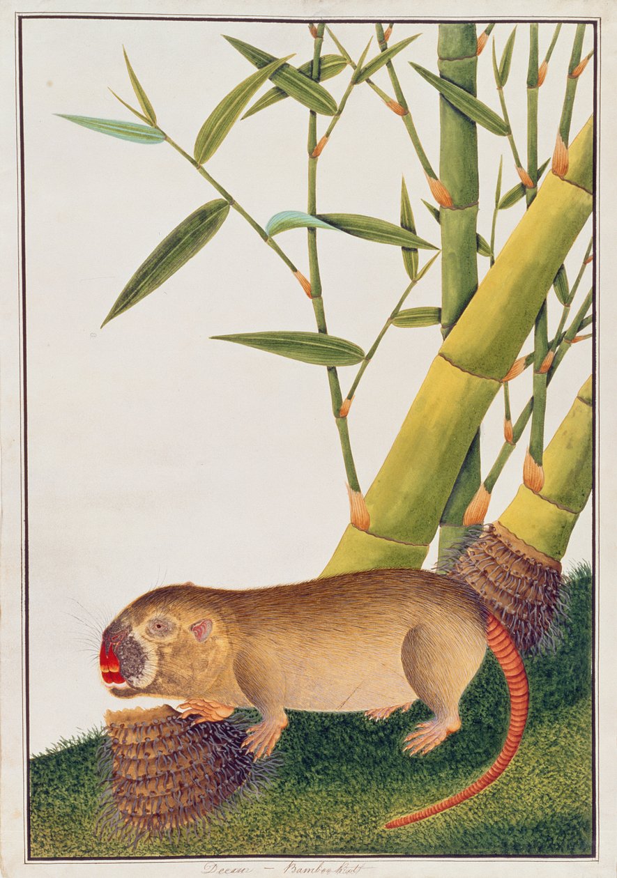 Bambu Sıçan, Dekan, Malacca