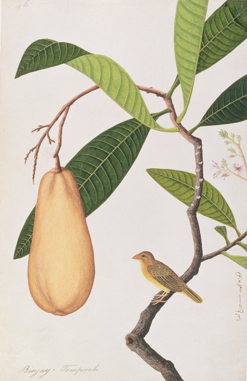 Baya Weaver, Malacca