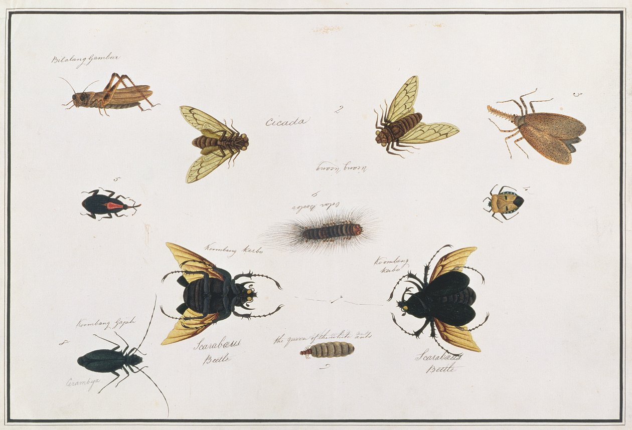 Bilalang Gambur, Cicada, Koombang Kerbo, Koombang Gajah, Scaraboeus Beetle, Ucanucang, Drawings of Animals, Insects and Reptiles from Malacca, c.1805-18 (kağıt üzerinde wc ve guaj) by Chinese School